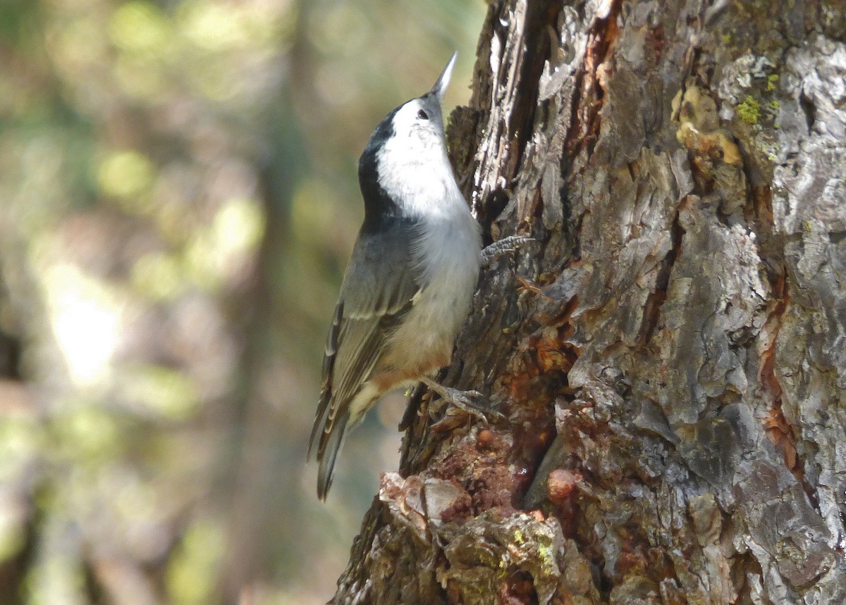 White-breasted Nuthatch - ML178497651