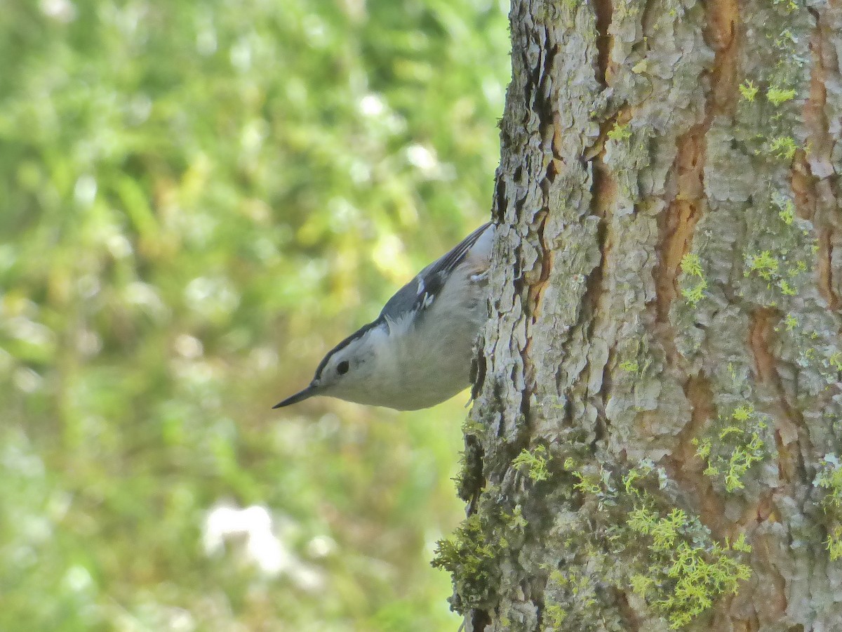 White-breasted Nuthatch - ML178497681