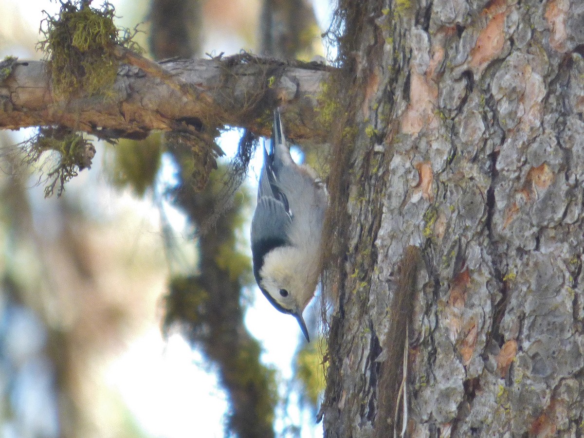White-breasted Nuthatch - ML178497721