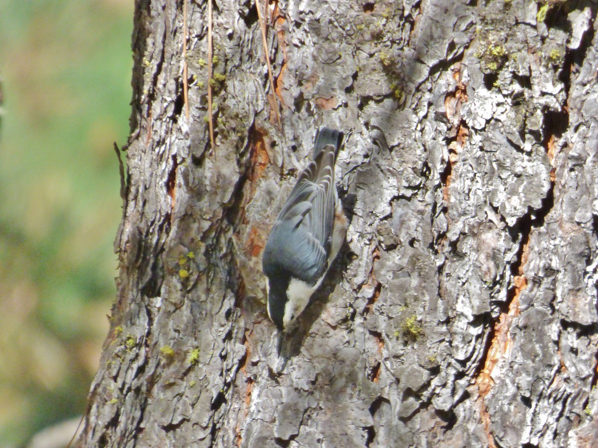 White-breasted Nuthatch - ML178497741