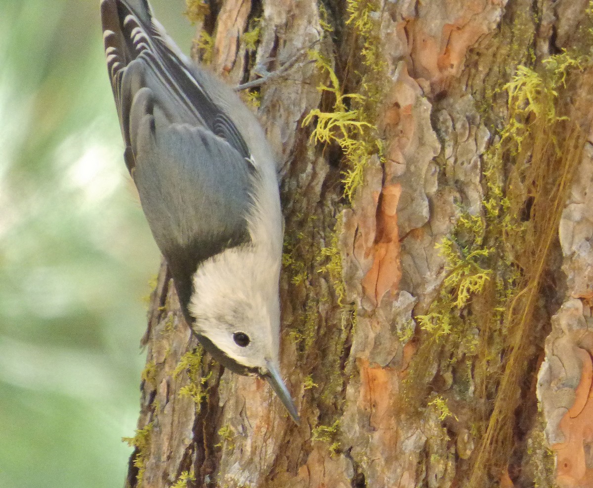 White-breasted Nuthatch - ML178497761