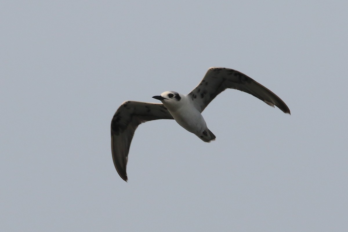 White-winged Tern - Fadzrun A.
