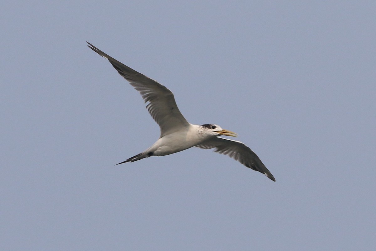 Great Crested Tern - Fadzrun A.