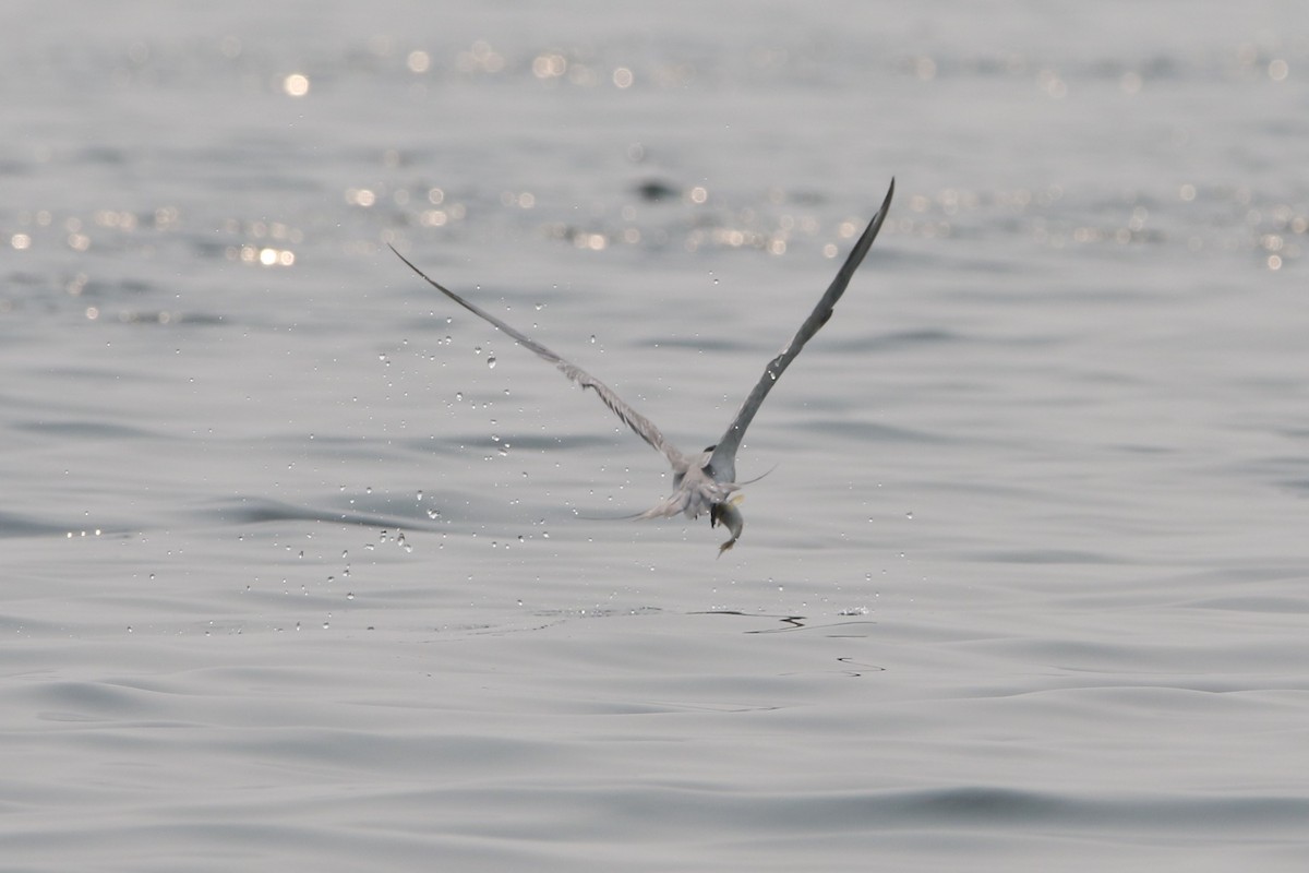 Great Crested Tern - Fadzrun A.