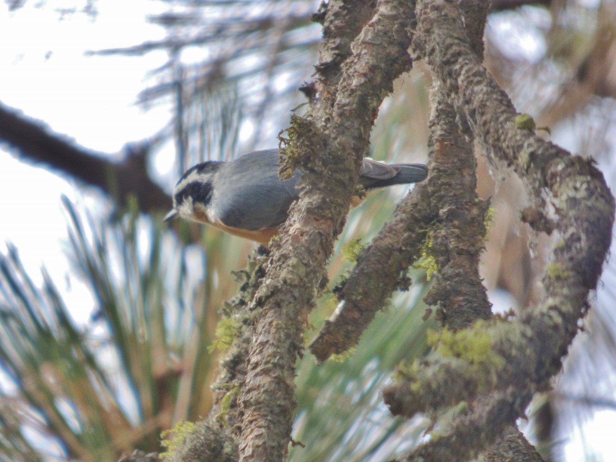 Red-breasted Nuthatch - ML178500051