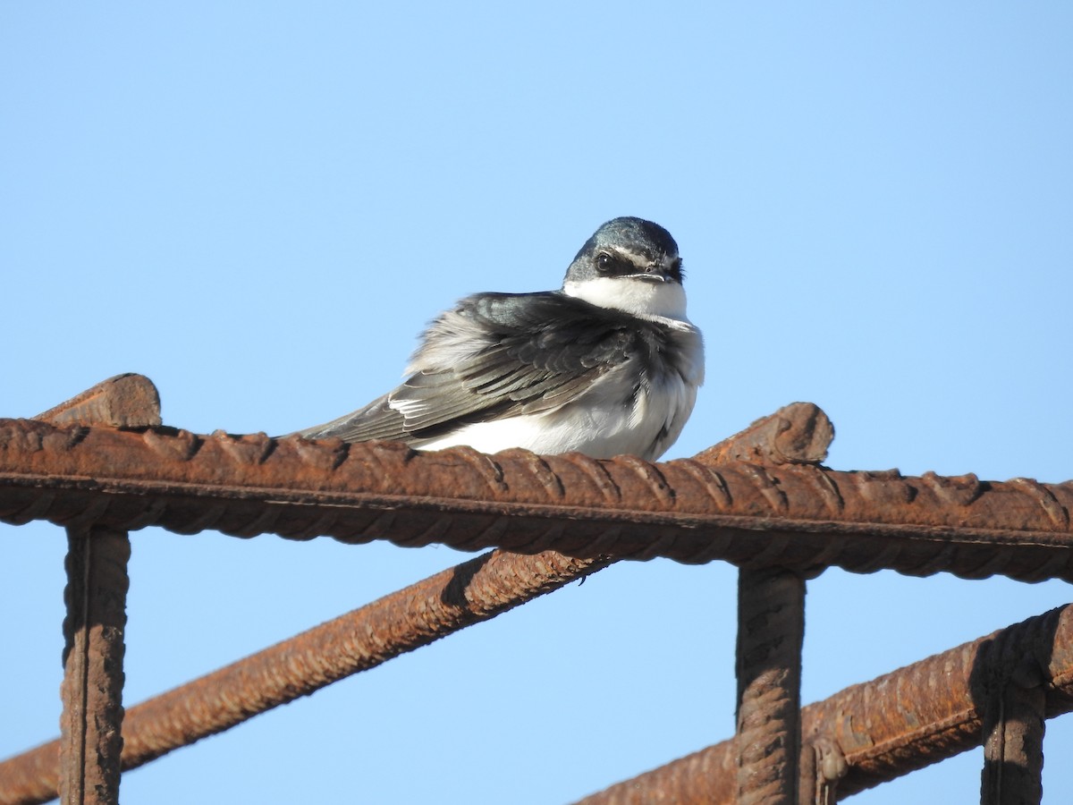 White-rumped Swallow - ML178501421