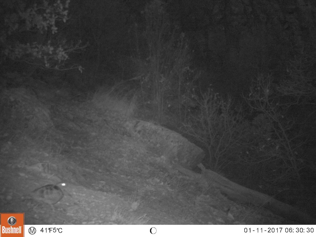 sluka lesní - ML178501531