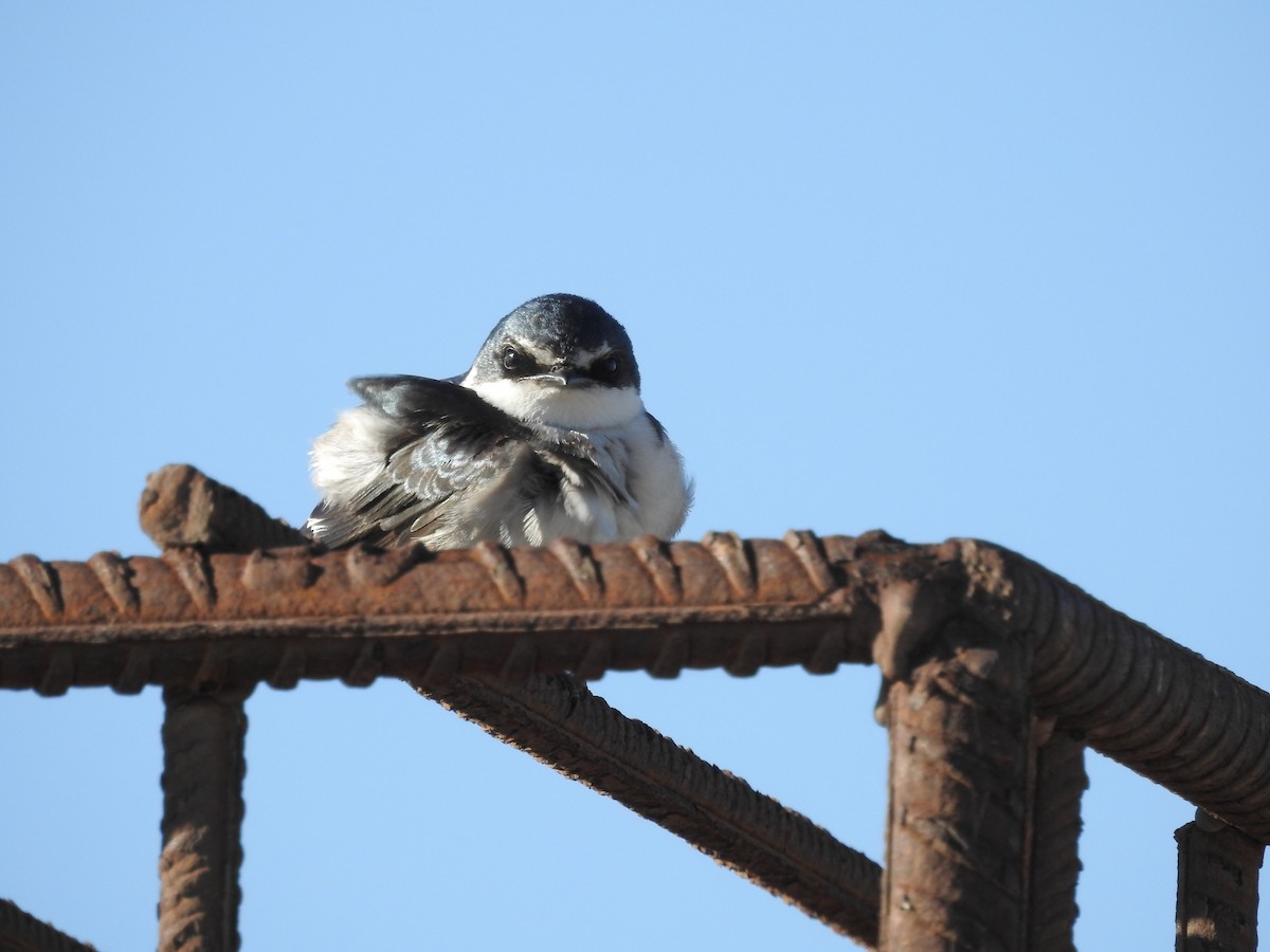 White-rumped Swallow - ML178501571