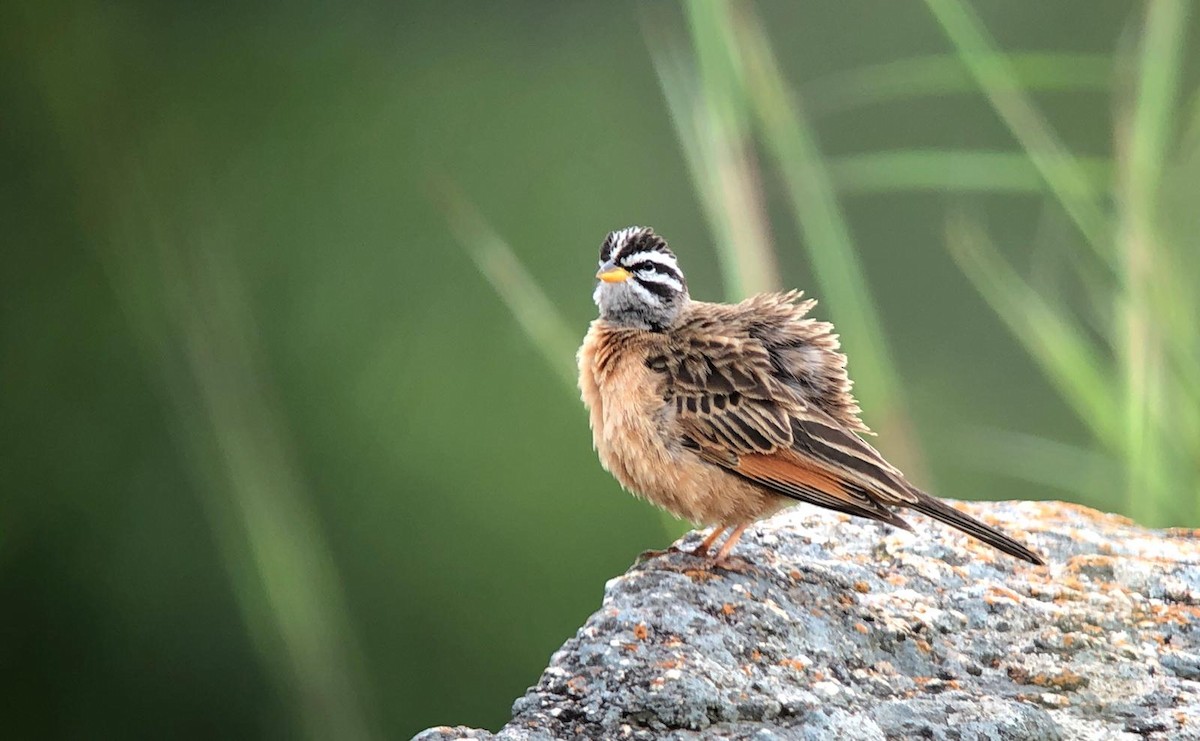 Gosling's Bunting - JOSEPH KWASI AFRIFA