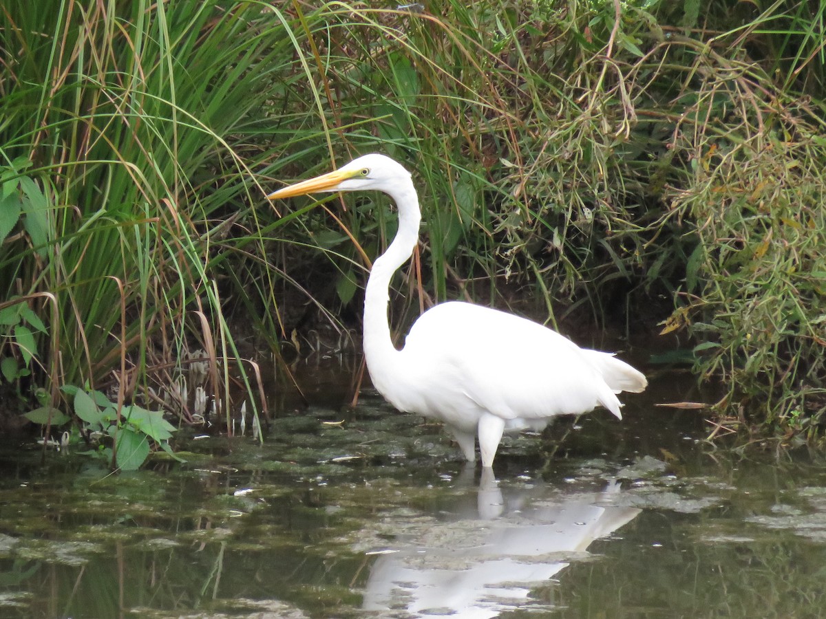 Great Egret - ML178503721