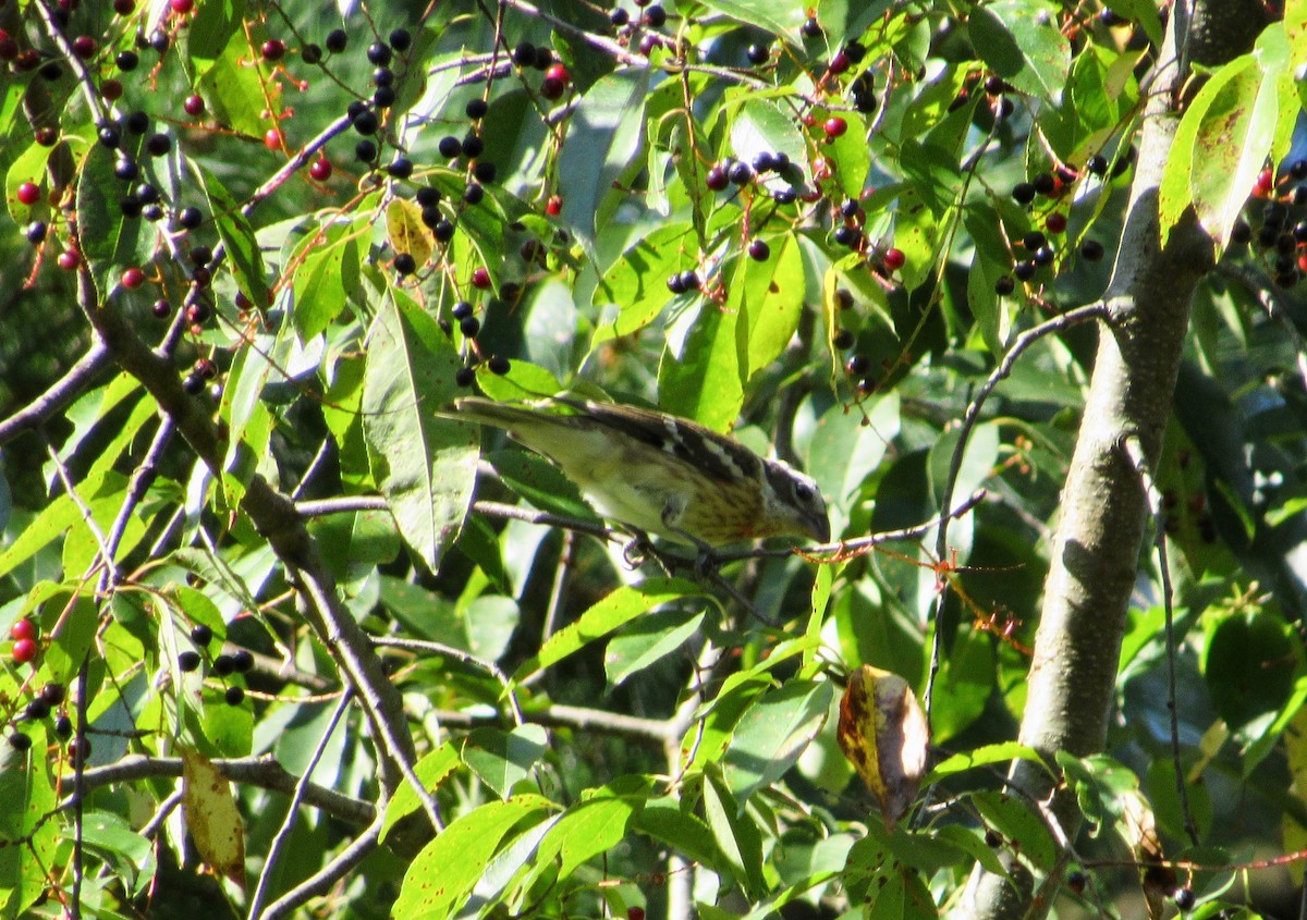 Rose-breasted Grosbeak - ML178504711