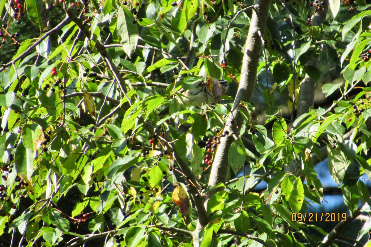 Rose-breasted Grosbeak - ML178504721