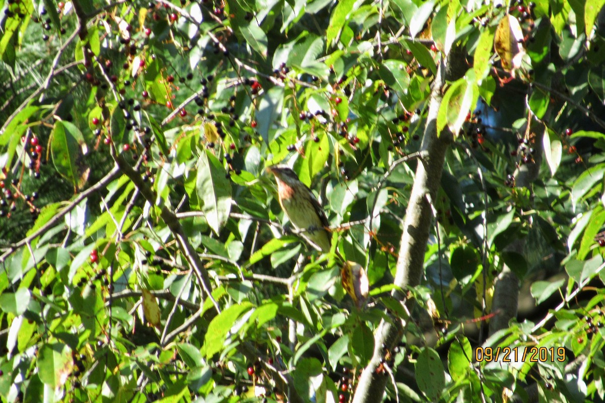 Rose-breasted Grosbeak - ML178504731