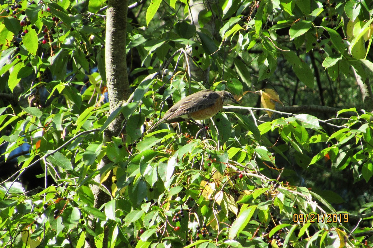 American Robin - ML178505031
