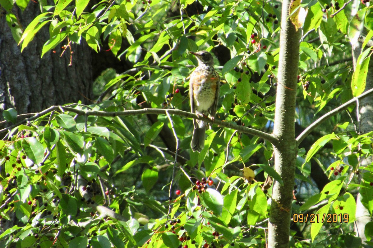 American Robin - Mickey Ryan