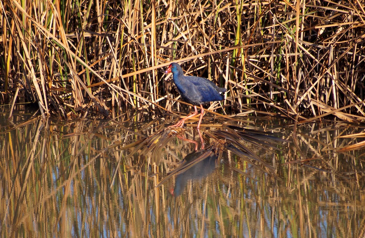 Western Swamphen - ML178508911