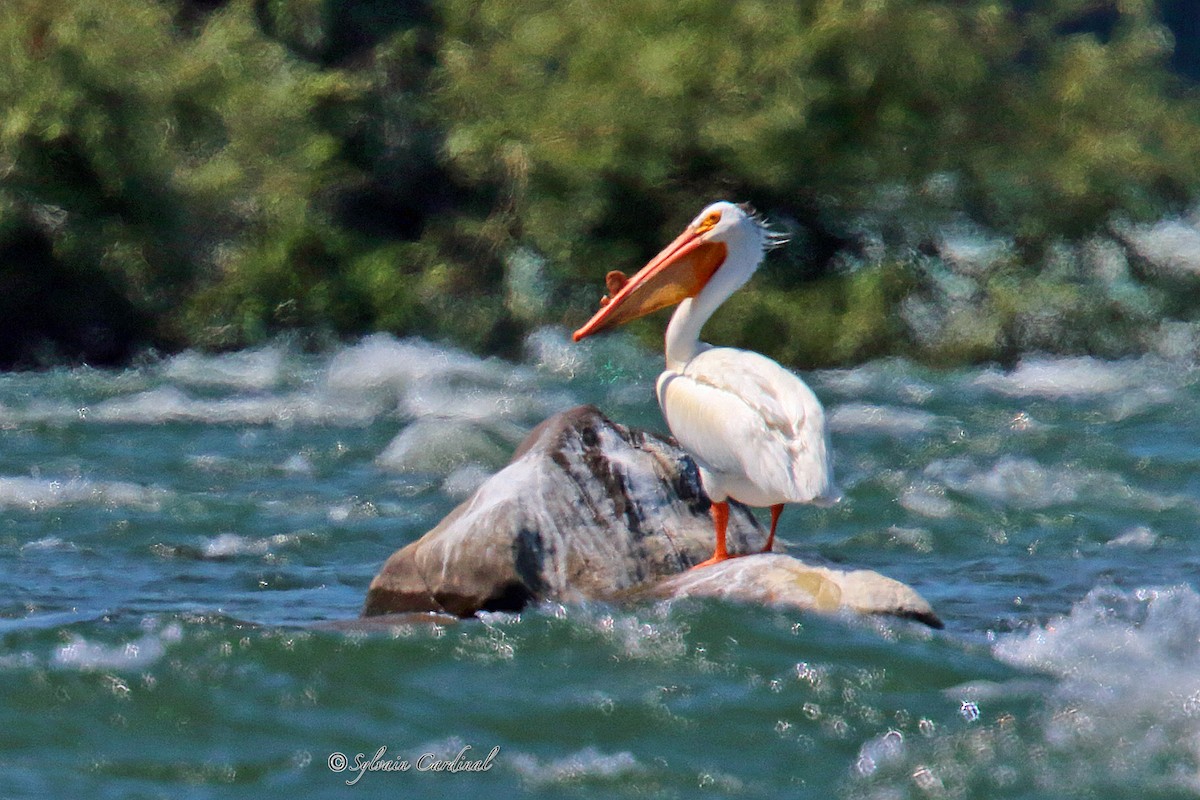 American White Pelican - ML178509001