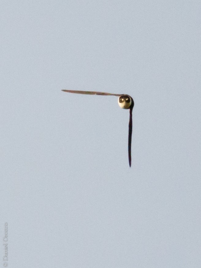 Lesser Swallow-tailed Swift - ML178509481