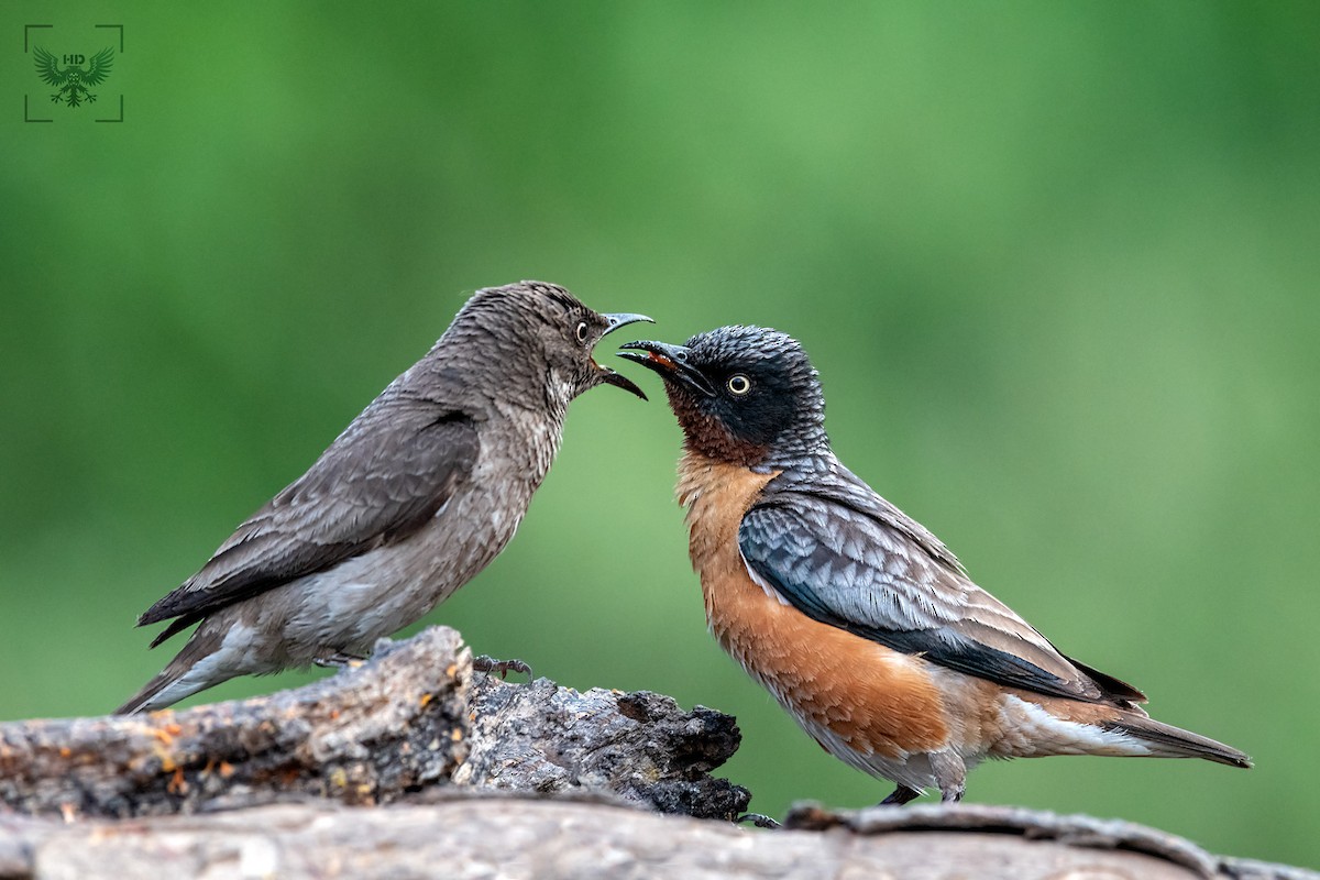 Spot-winged Starling - ML178511361