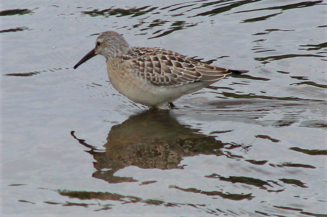 Stilt Sandpiper - ML178512621