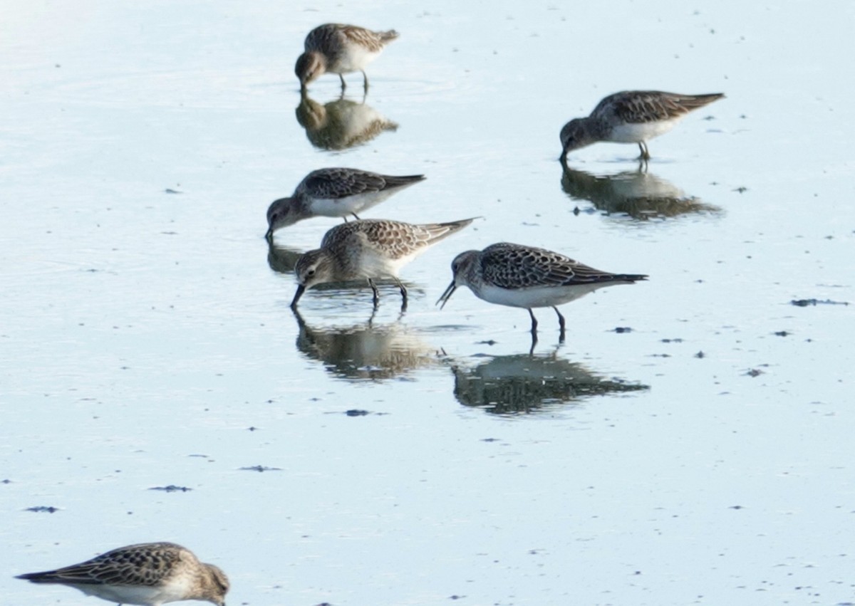 Baird's Sandpiper - ML178512771