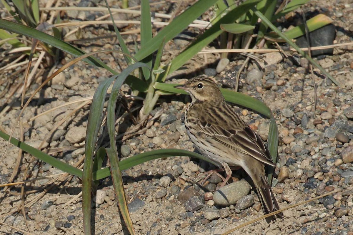 Tree Pipit - ML178513161