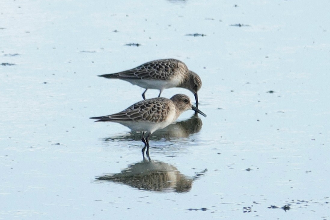 Baird's Sandpiper - ML178513461