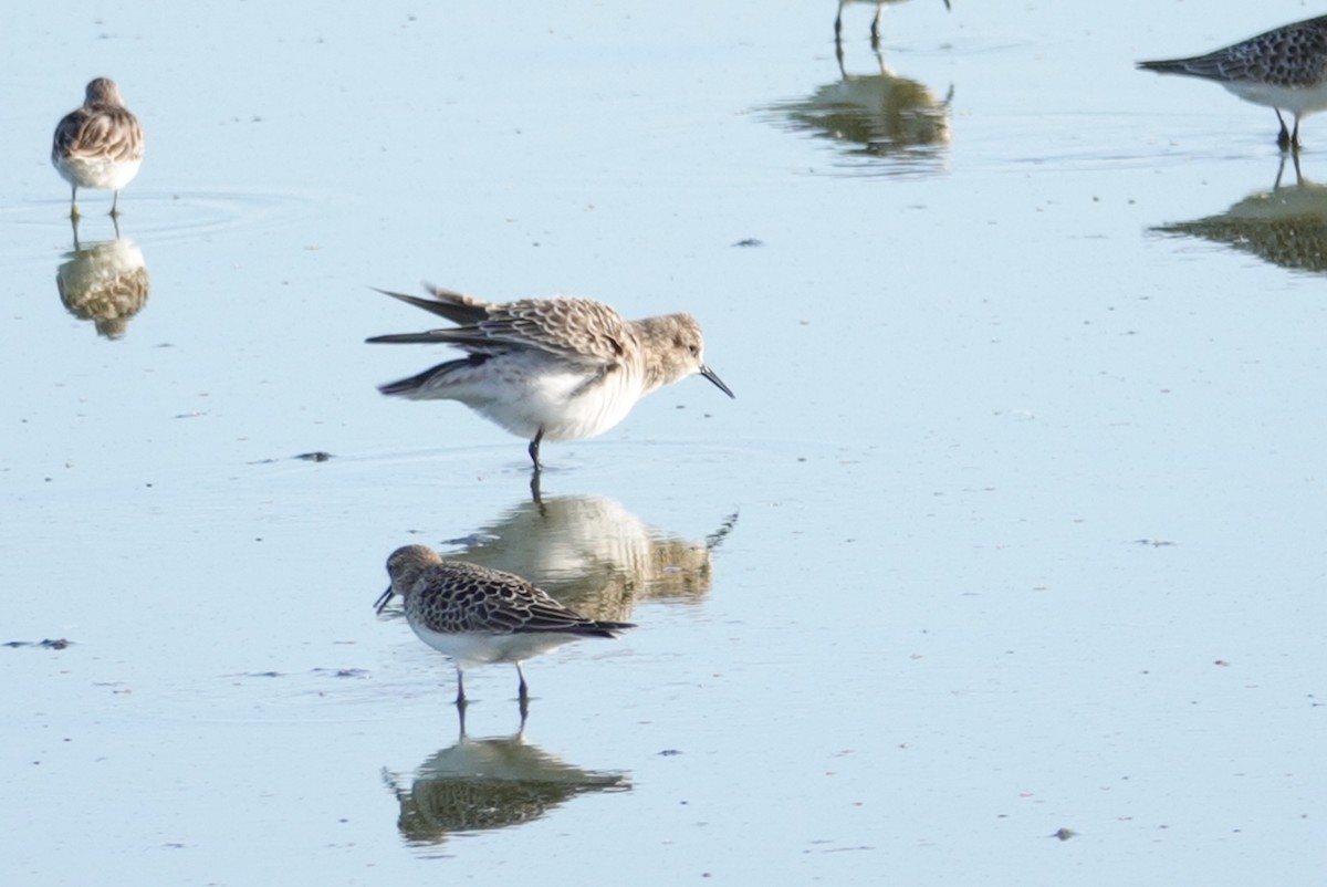 Baird's Sandpiper - ML178513921