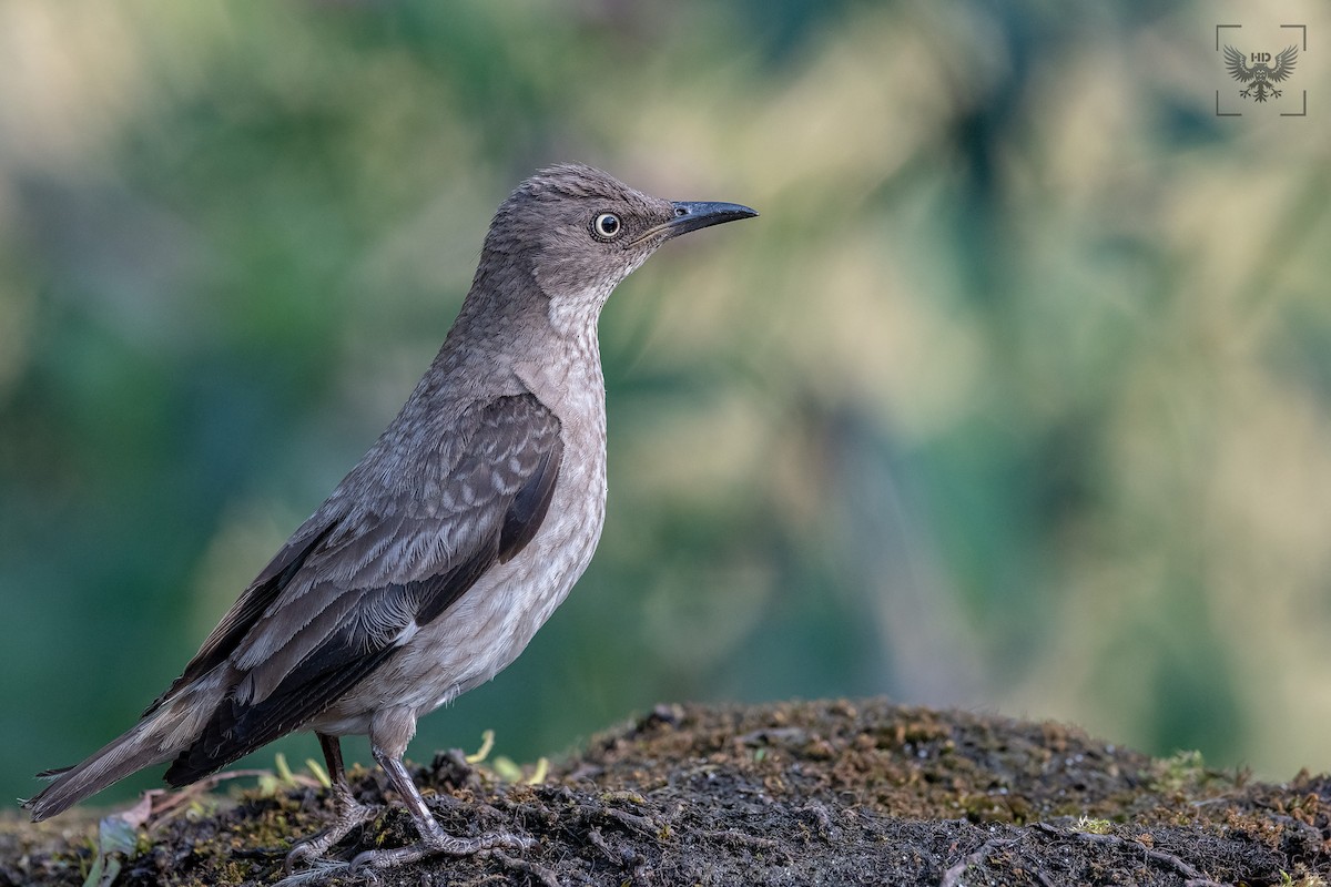 Spot-winged Starling - ML178514121