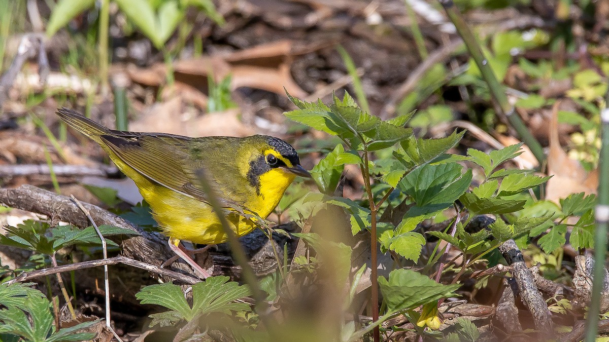 Kentucky Warbler - ML178514171