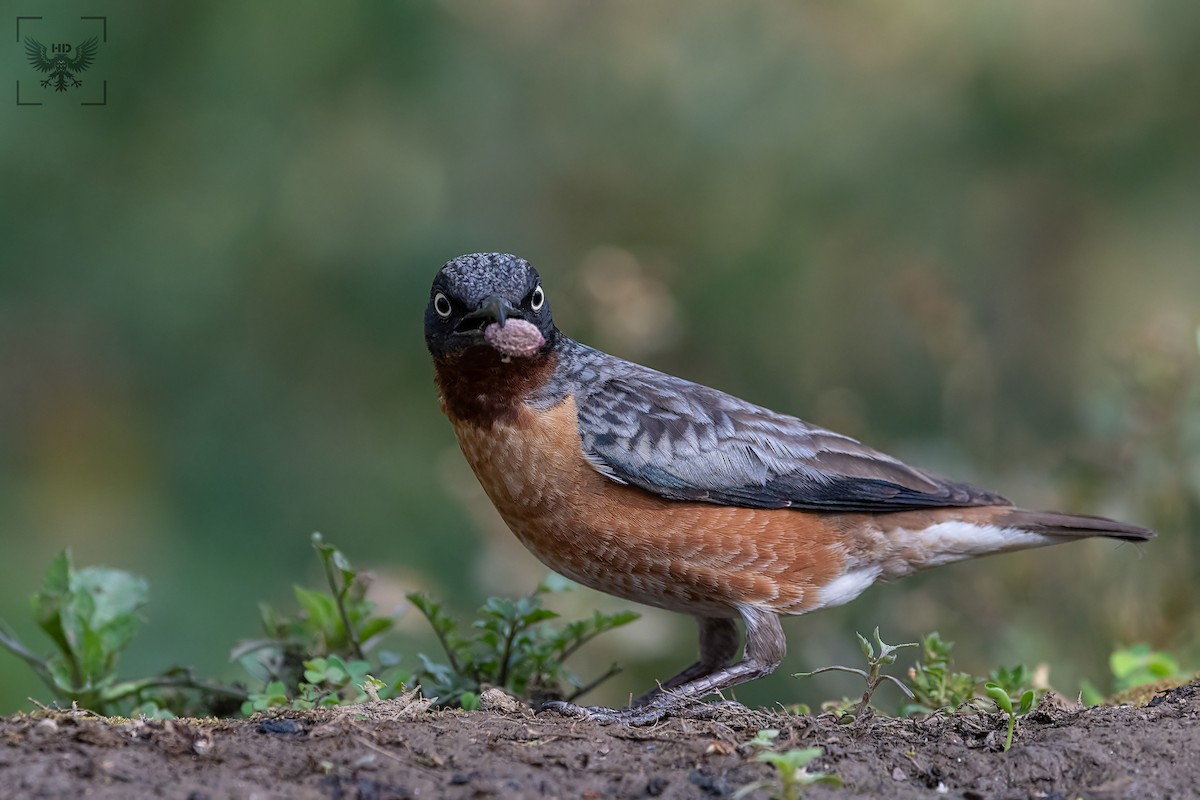 Spot-winged Starling - ML178514211