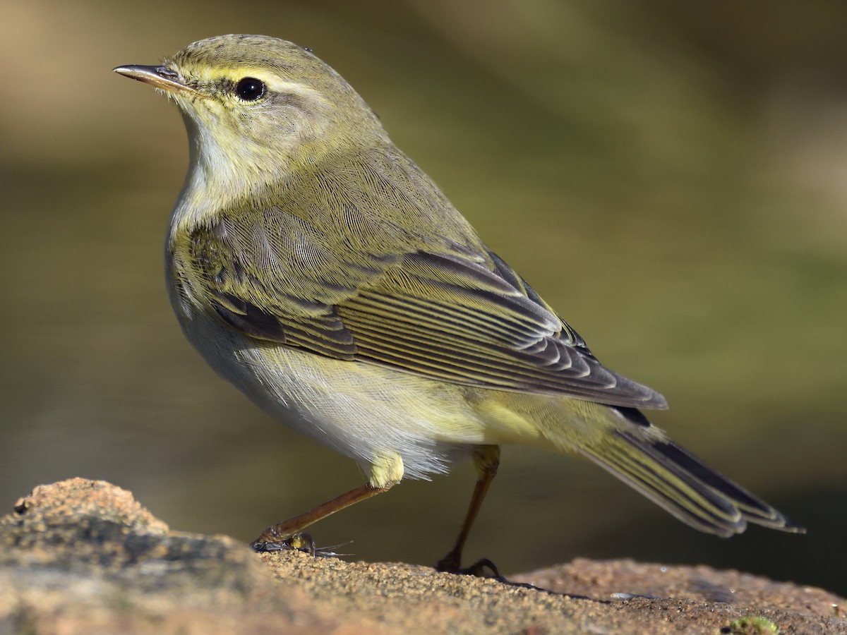 Willow Warbler