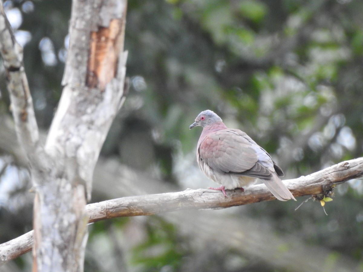 Pale-vented Pigeon - ML178515321