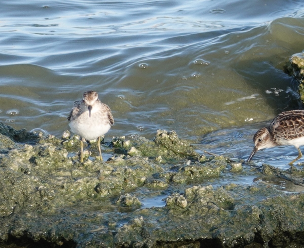 pygmésnipe - ML178515411