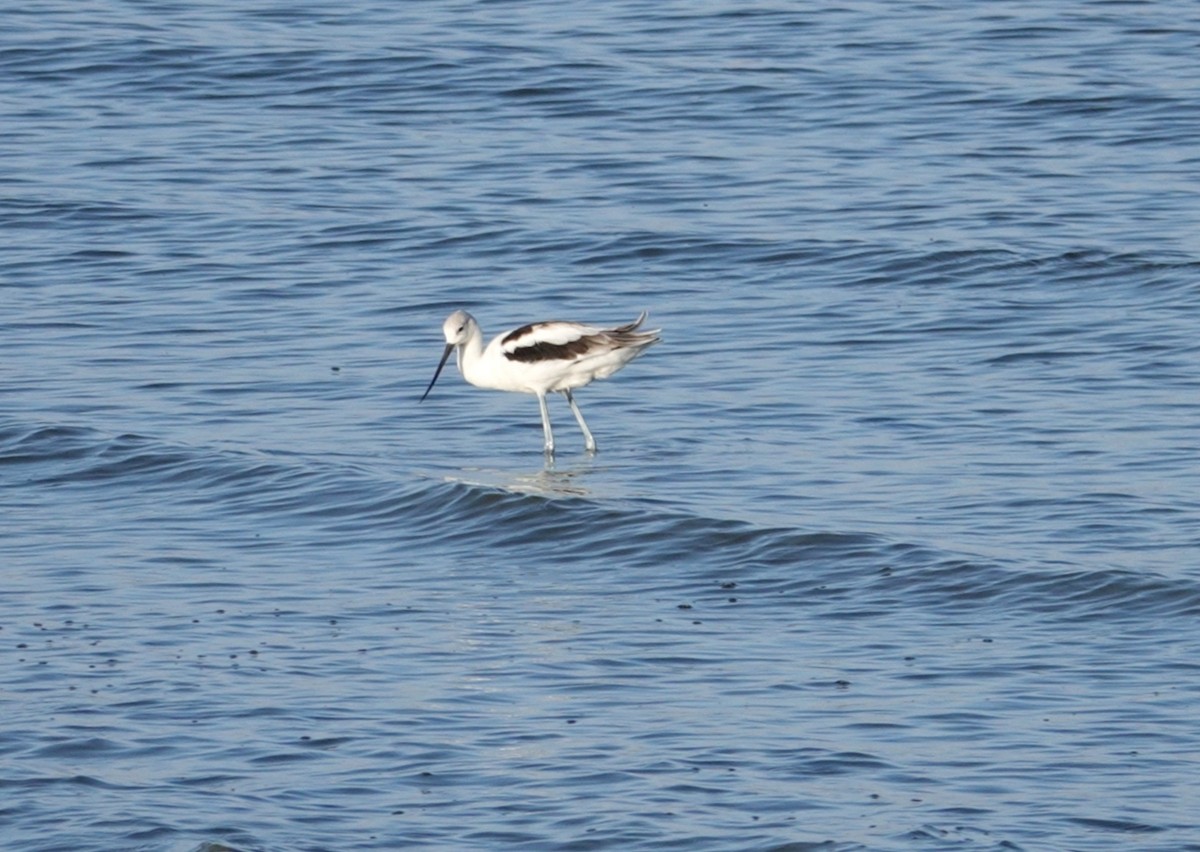 American Avocet - deborah grimes