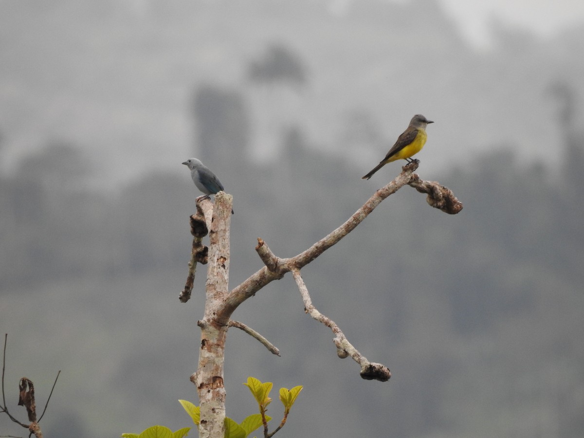 Tropical Kingbird - Daniel  Suarez