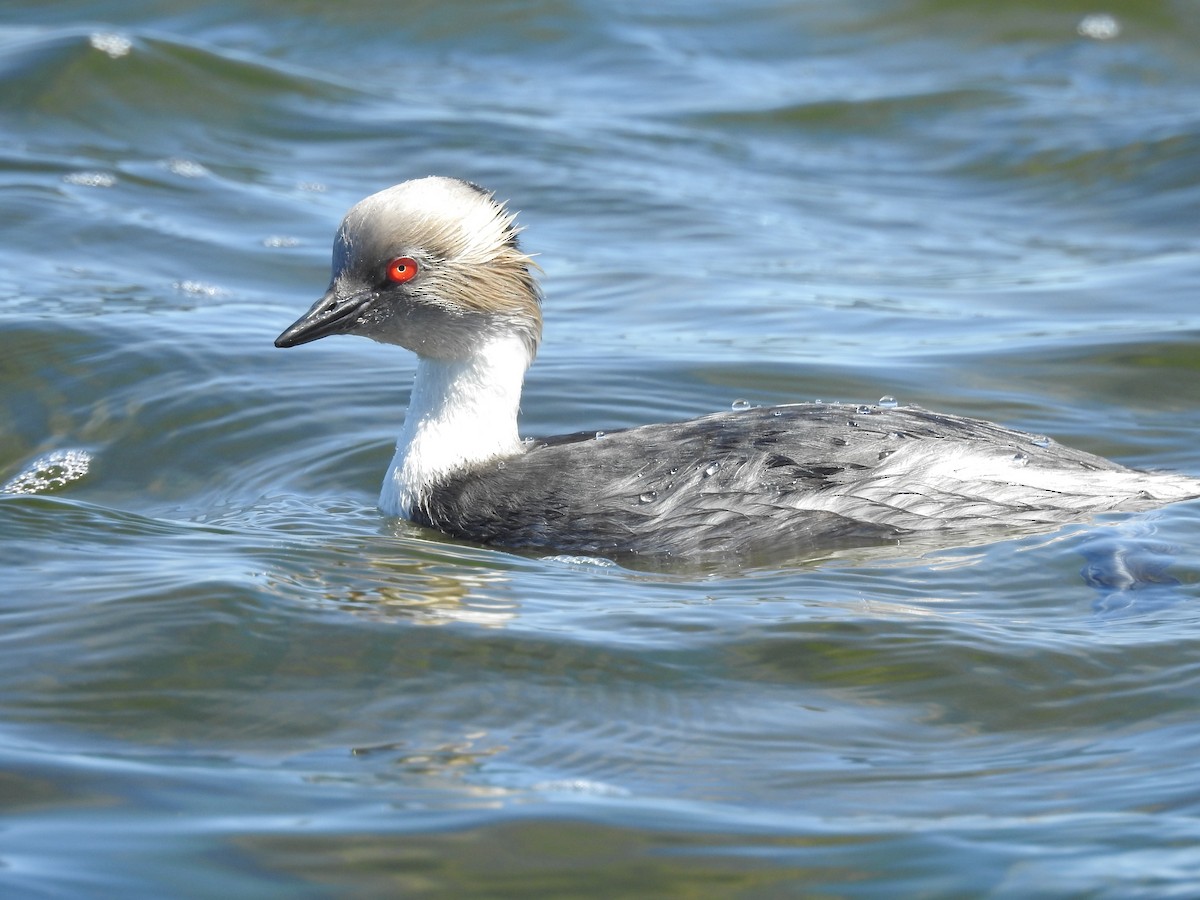 Silvery Grebe - ML178515981