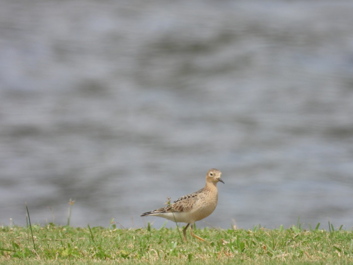 Buff-breasted Sandpiper - ML178515991