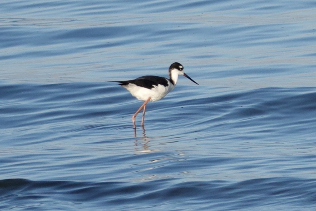 Black-necked Stilt - deborah grimes