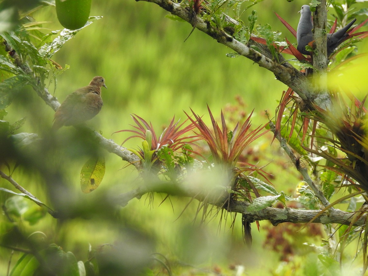 Blue Ground Dove - ML178516471