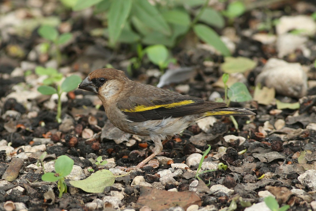 Arabian Grosbeak - ML178516761