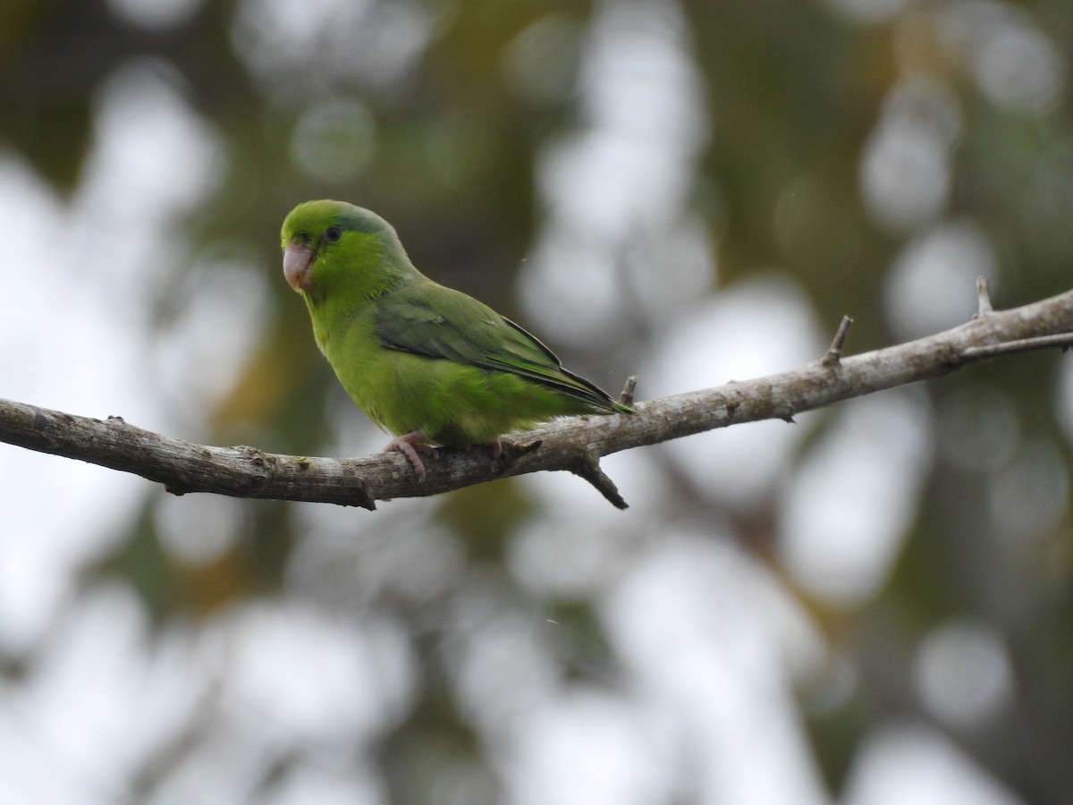 Pacific Parrotlet - ML178517261