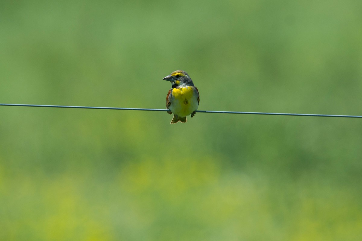 Dickcissel - ML178518351
