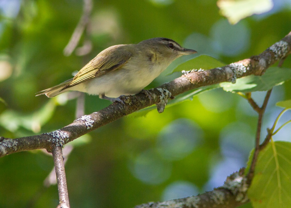 Red-eyed Vireo - ML178520631