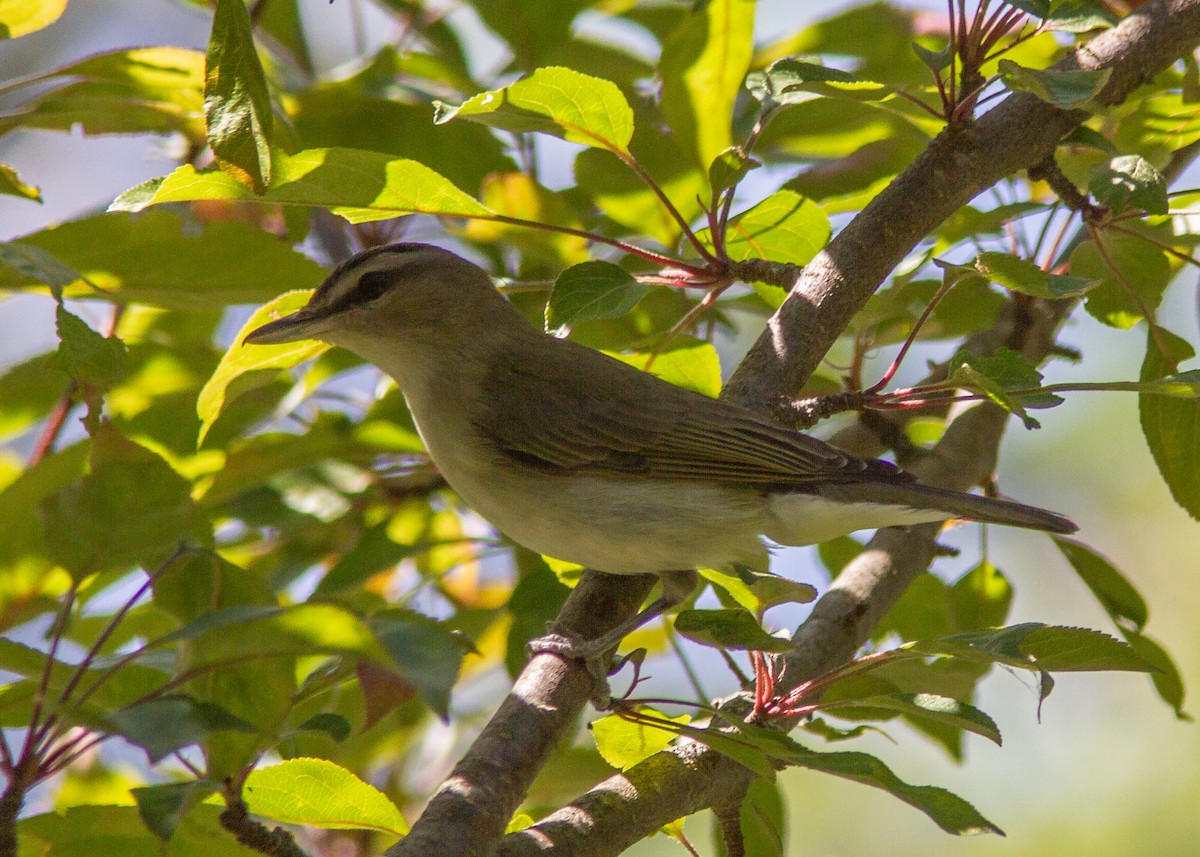 Red-eyed Vireo - ML178520661