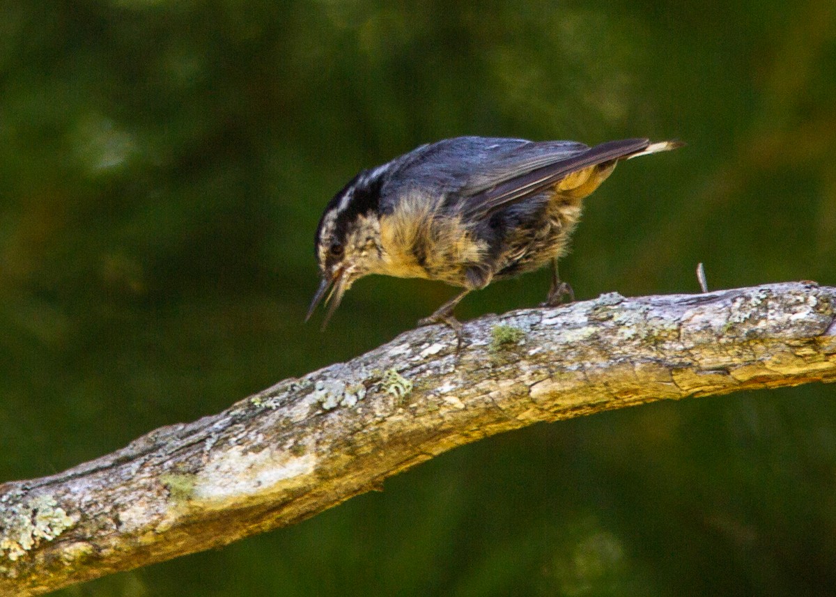 Red-breasted Nuthatch - Marc Boisvert