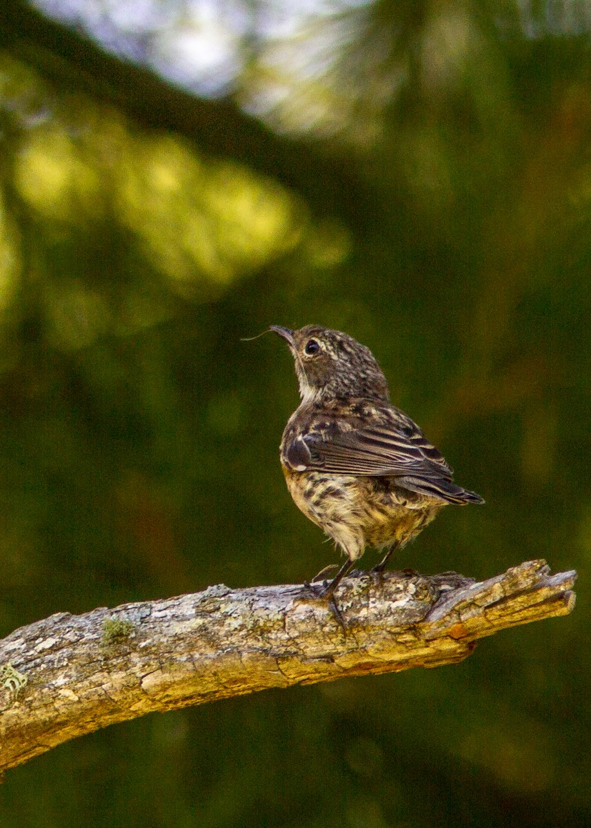 Yellow-rumped Warbler - ML178521121