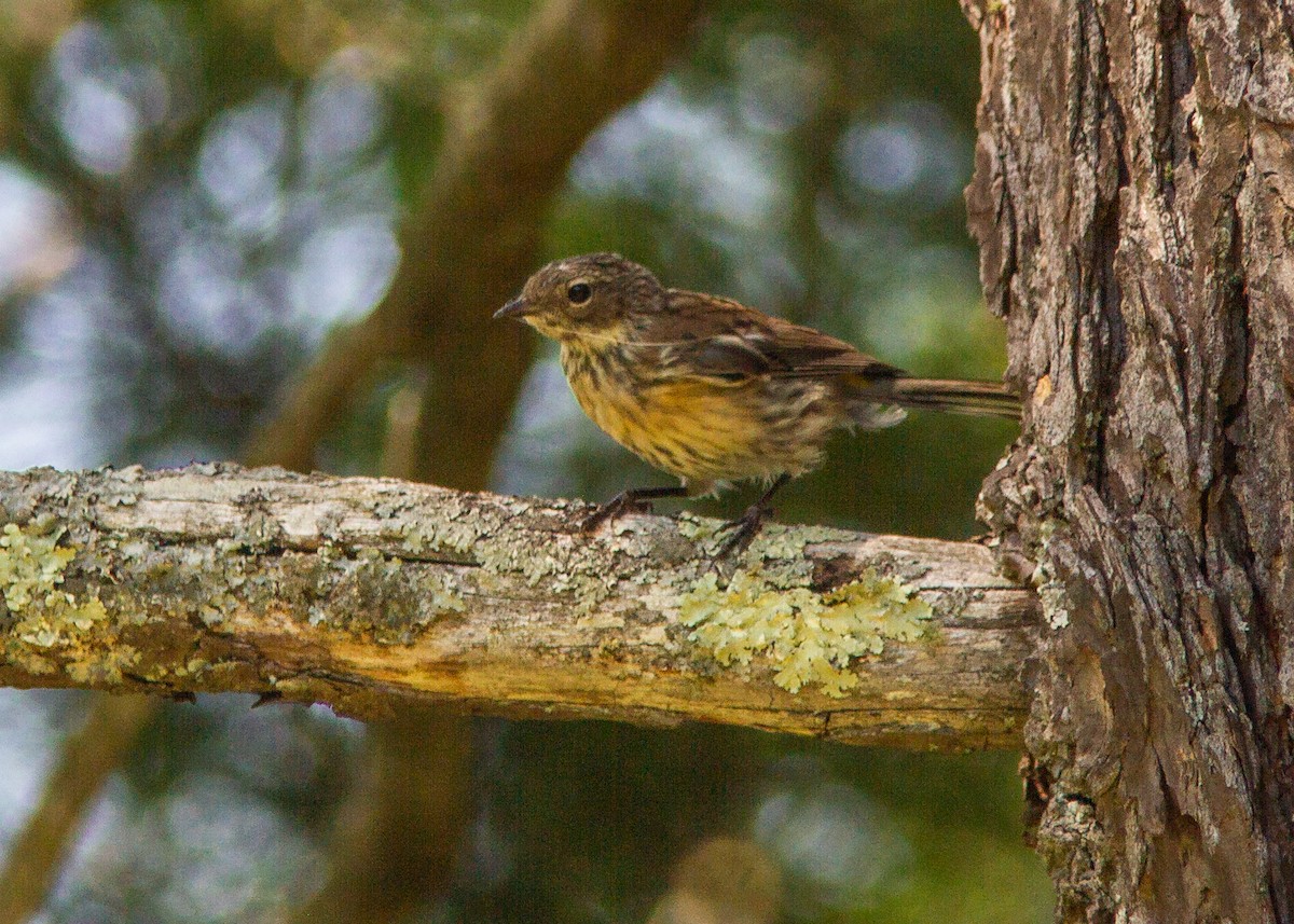 Yellow-rumped Warbler - ML178521141