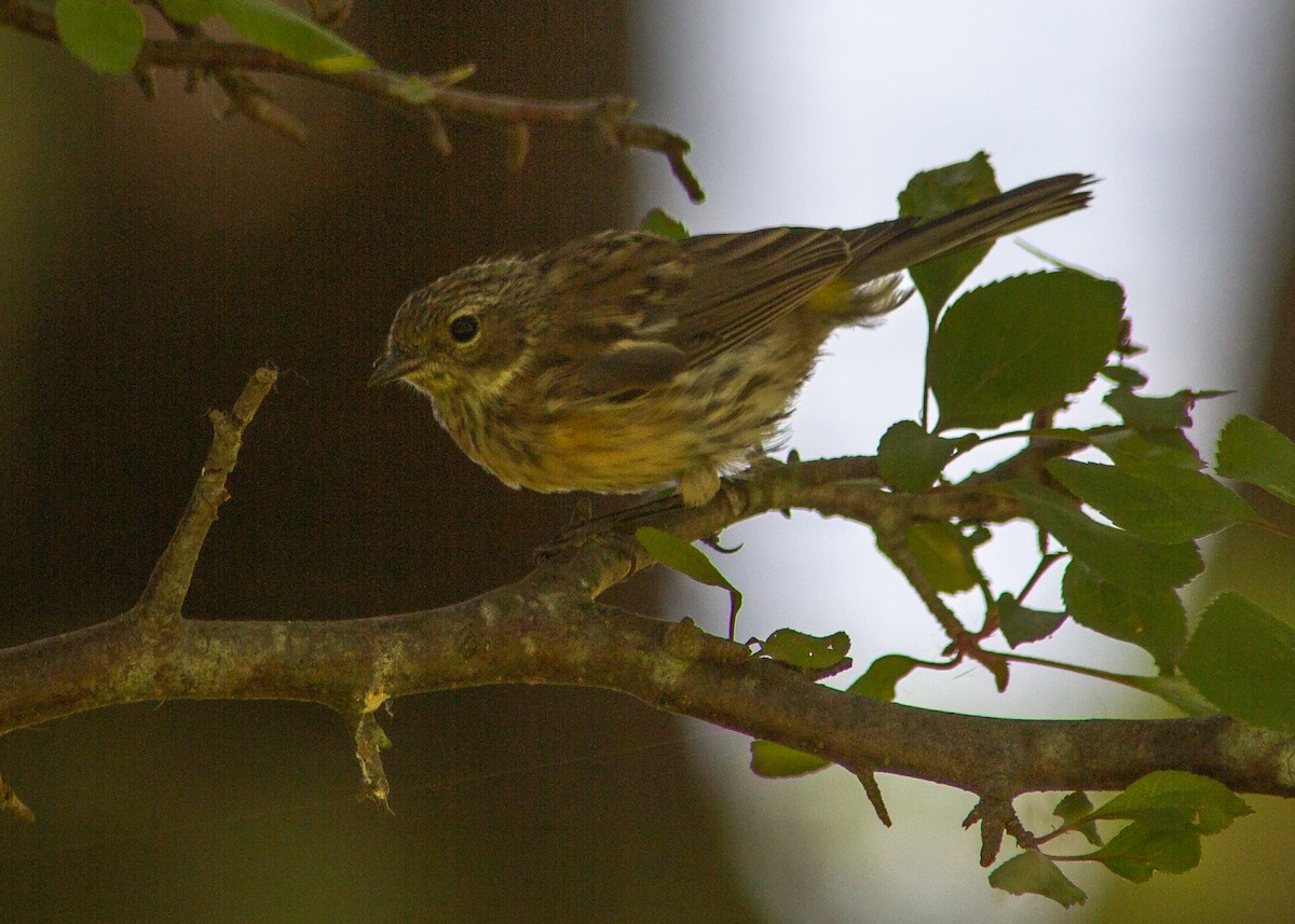 Yellow-rumped Warbler - ML178521151