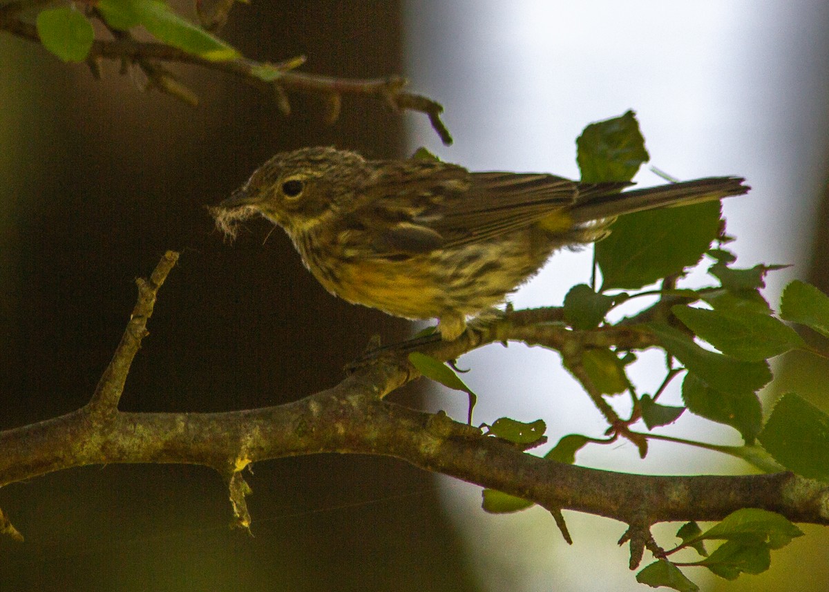 Yellow-rumped Warbler - ML178521161